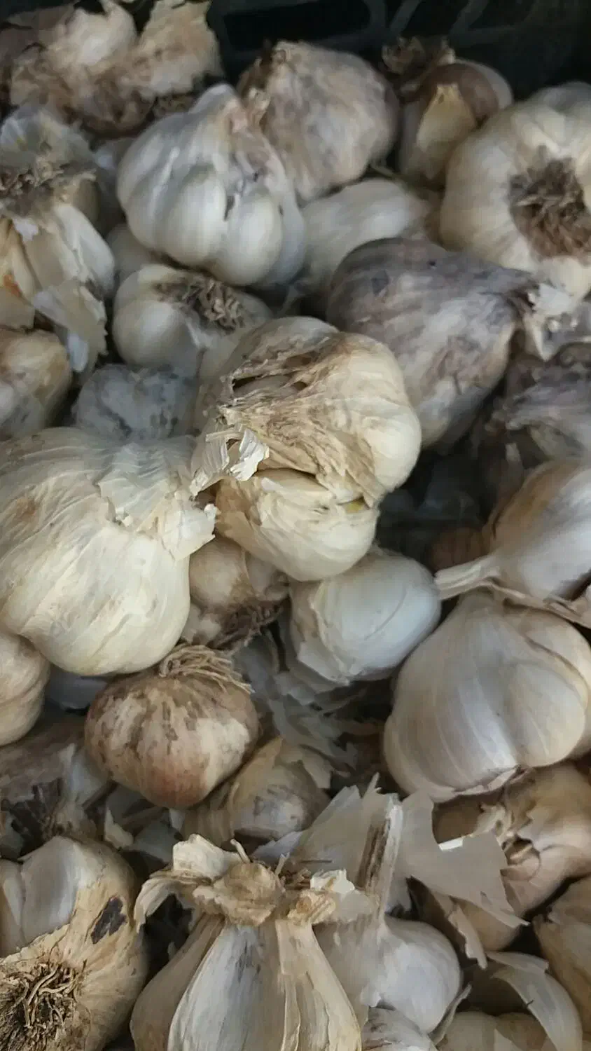 سیر و موسیر همدان|خوردنی و آشامیدنی|قم, دانش|دیوار