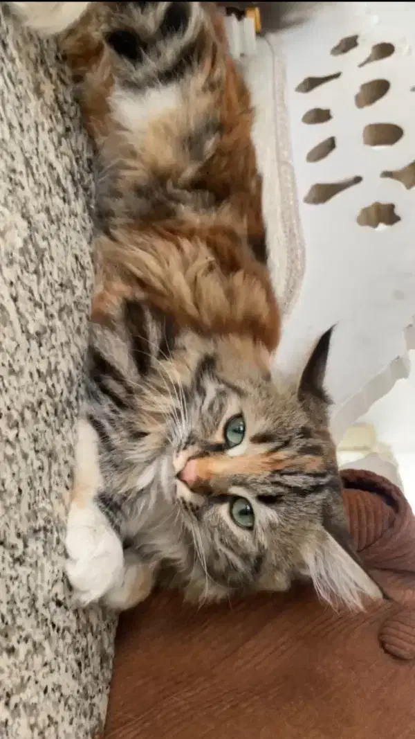 گربه گمشده|حیوانات|یزد, |دیوار