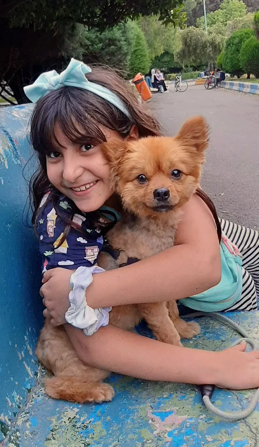 سگ پامر|سگ|بومهن, |دیوار