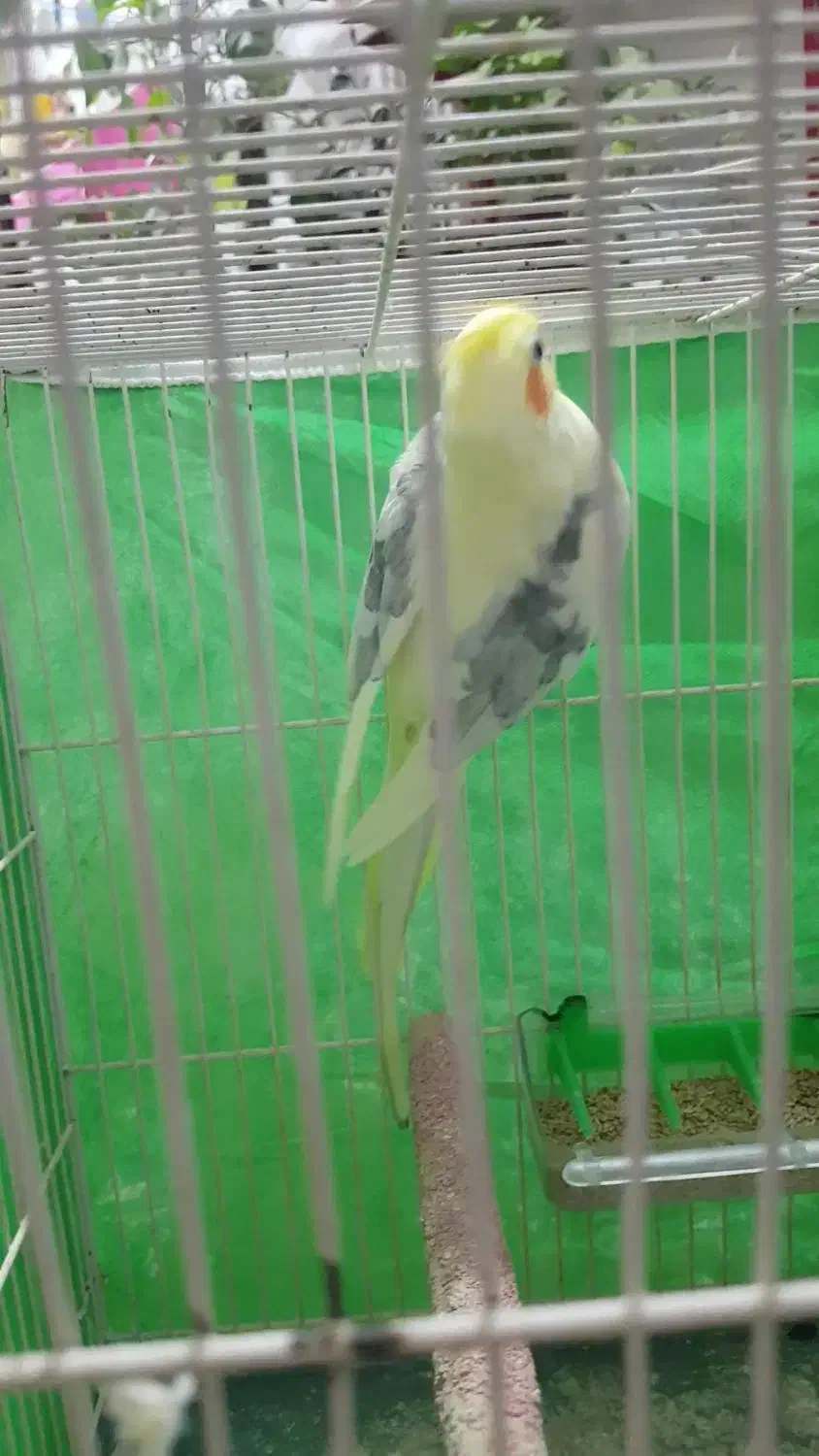 عروس هلندی نر دوکت زعفرانی بالغ|پرنده|کلاله, |دیوار