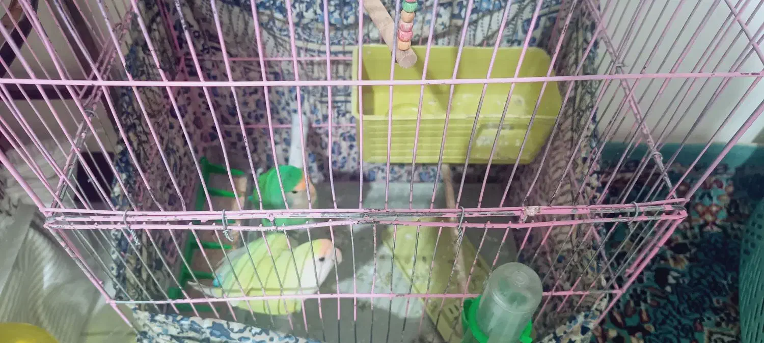 دو عدد طوطی برزیلی دستی|پرنده|تهران, کرمان|دیوار