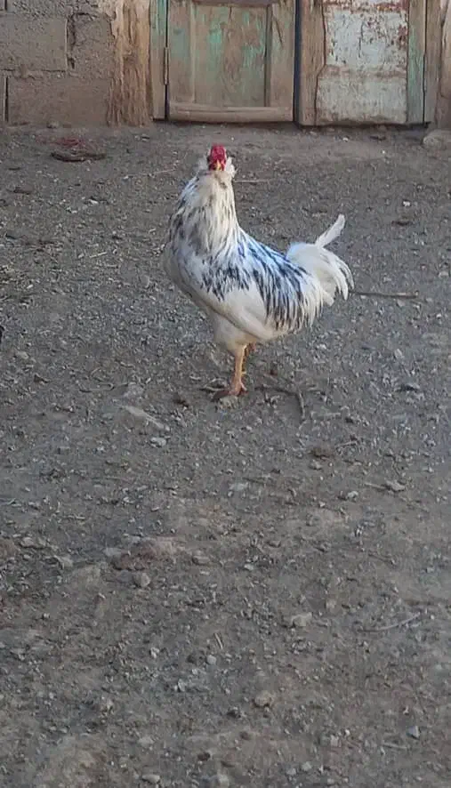 خروس گلین طوسی|حیوانات مزرعه|لاران, |دیوار