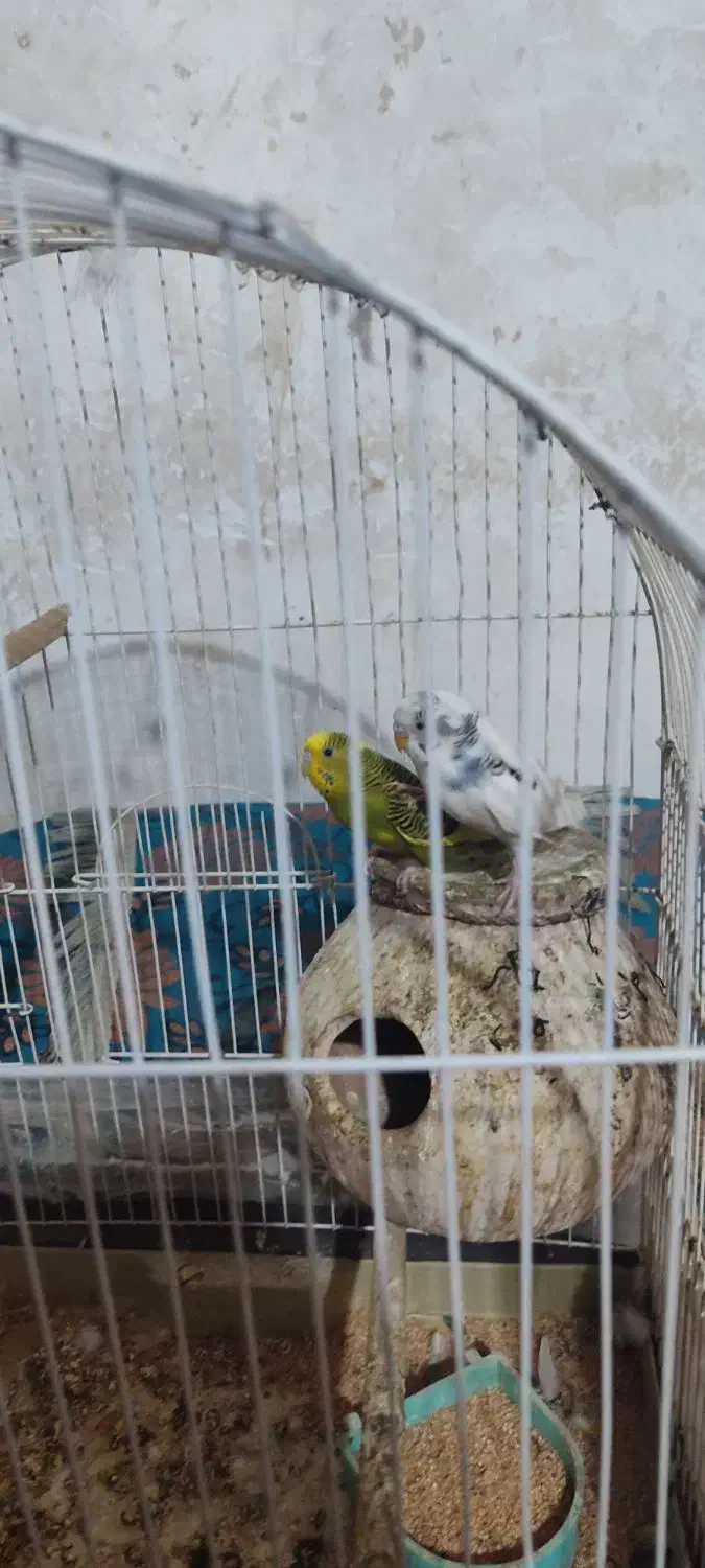 مرغ عشق|پرنده|سراوان, |دیوار