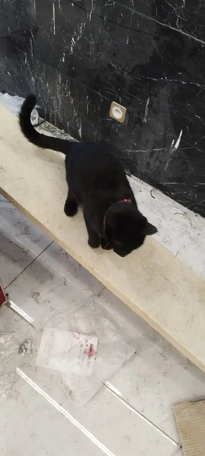 گربه پیدا شده|حیوانات|تبریز, |دیوار