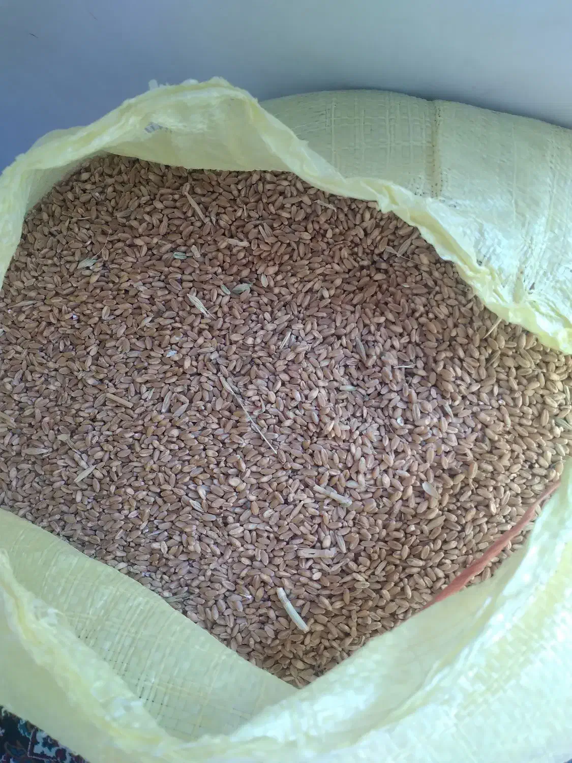 گندم..|خوردنی و آشامیدنی|کوهنانی, |دیوار