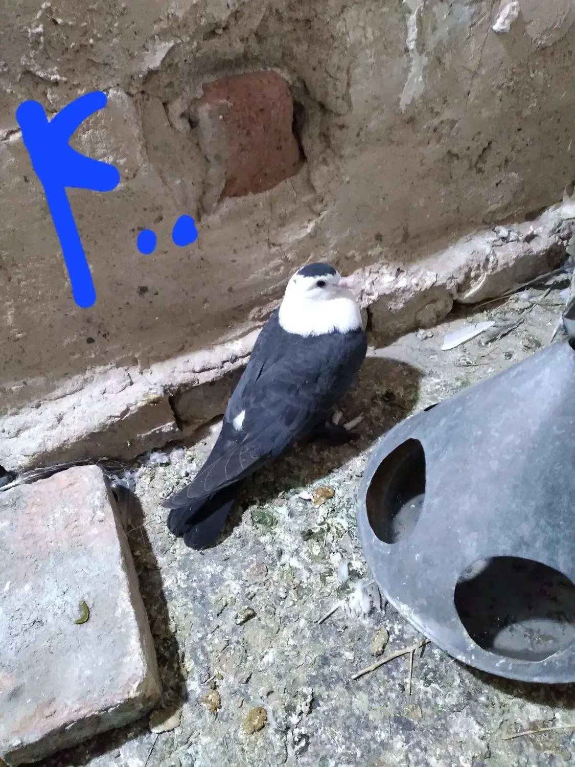 کبوتر|پرنده|فردوس (خراسان), |دیوار