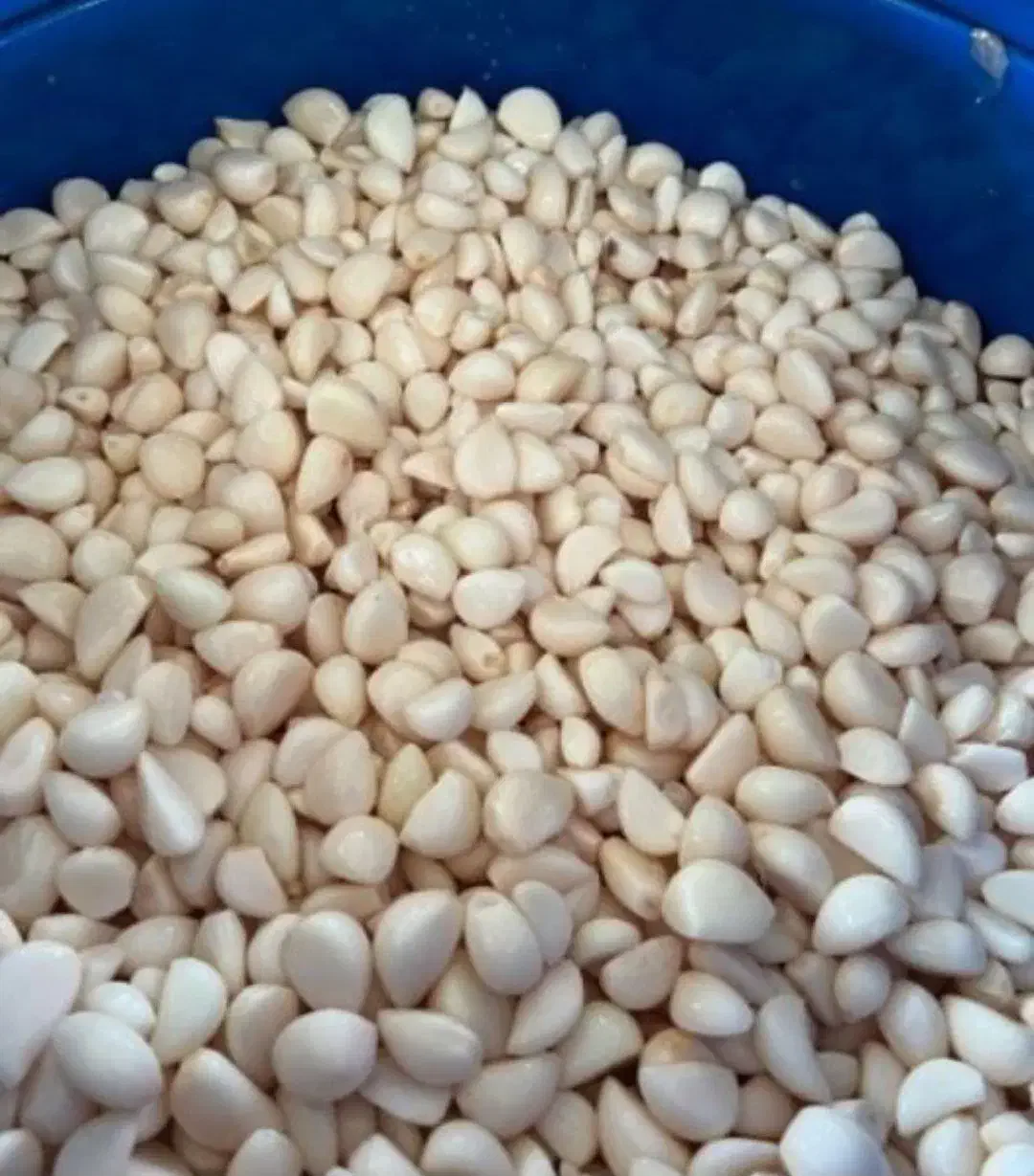 پخش ، زیتون ، گلسیر ، سیر ترشی ، روغن زیتون|خوردنی و آشامیدنی|رودبار, |دیوار