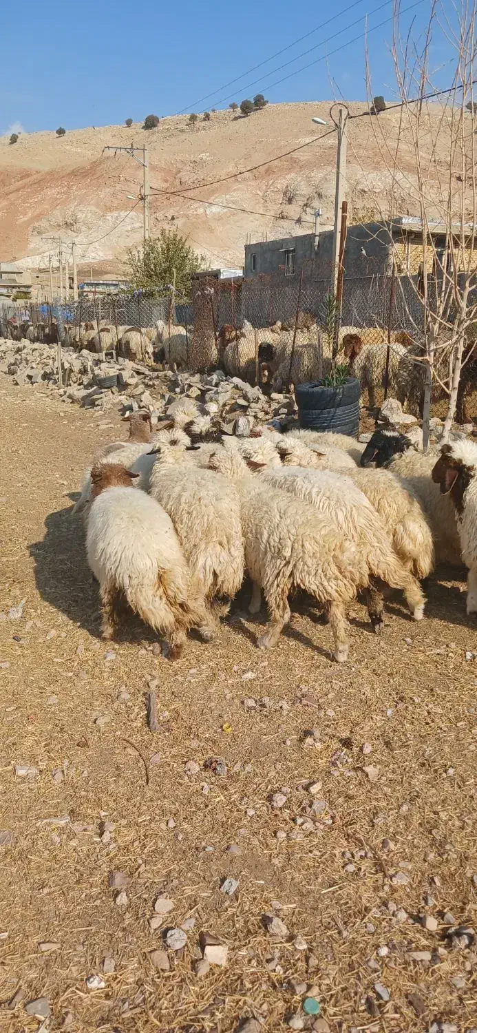 گوسفند، کور ماده|حیوانات مزرعه|آبدانان, |دیوار