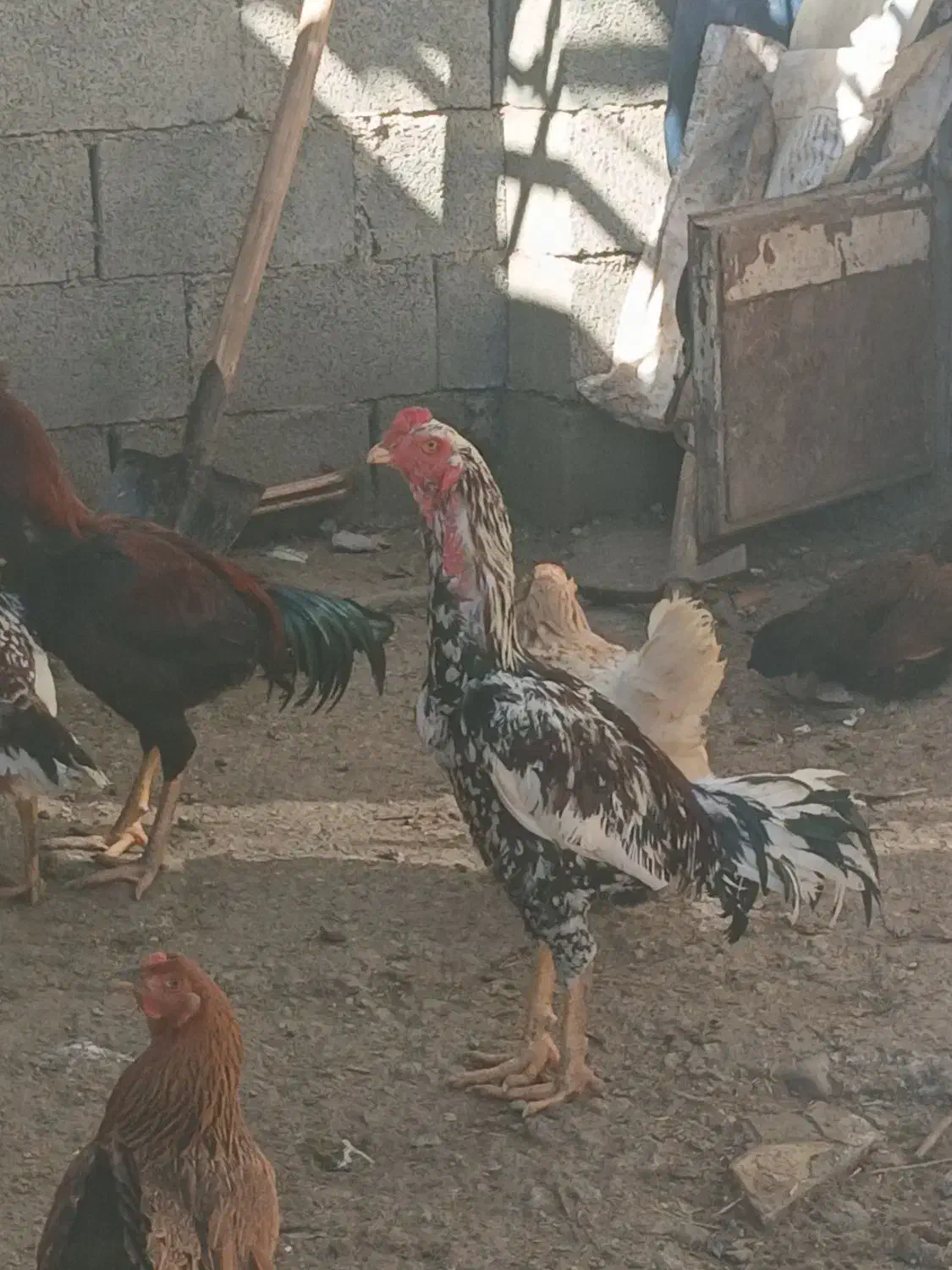 لاری|حیوانات مزرعه|نمشیر, |دیوار