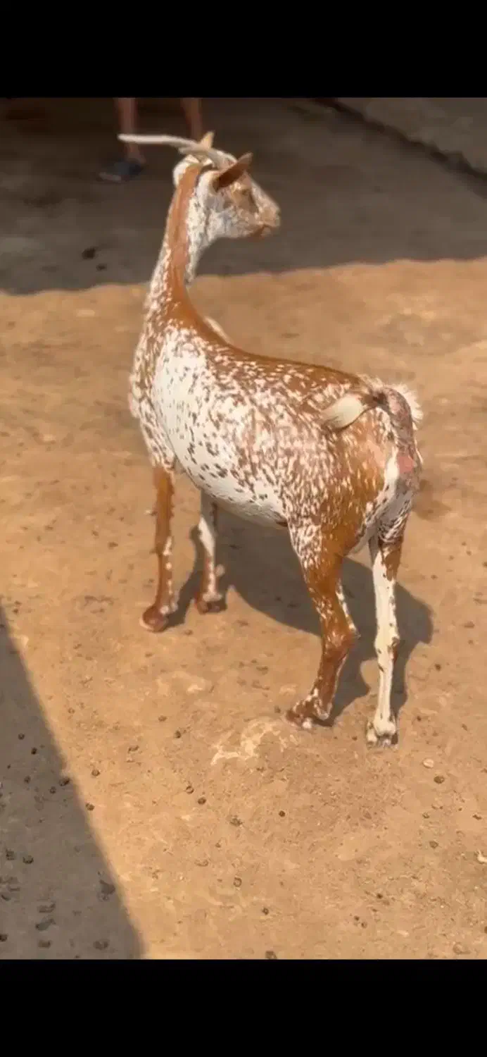 عمانی|حیوانات مزرعه|بوکان, |دیوار