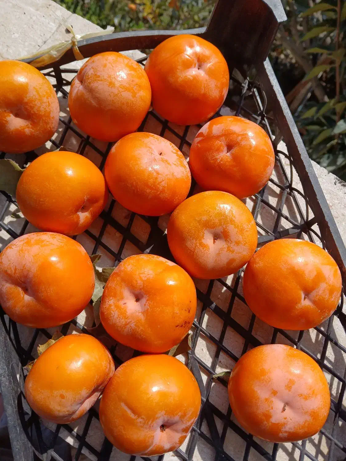 خرمالو سر درخت|گل و گیاه طبیعی|کردکوی, |دیوار