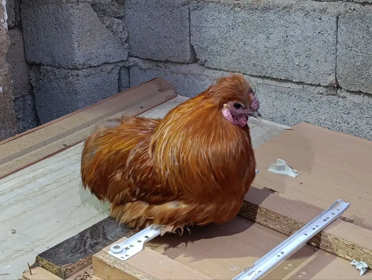 خروس دستی امپراتور|حیوانات مزرعه|تهران, مینای شمالی (مخبر)|دیوار