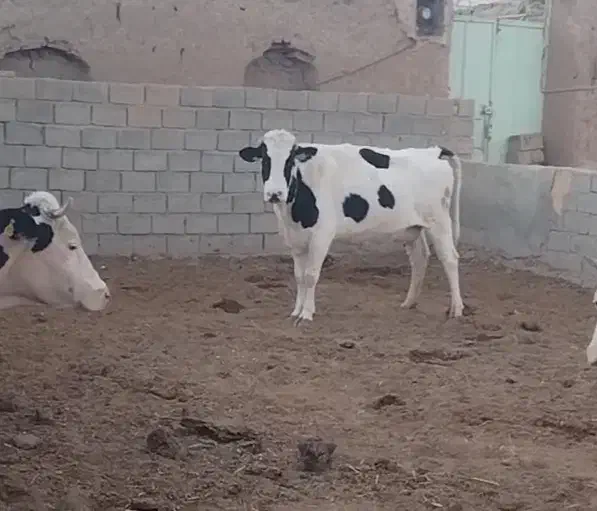 گاو زائده 40کیلو شیر و گاو 25روز مانده به زایمان|حیوانات مزرعه|سبزوار, قصبه غربی|دیوار