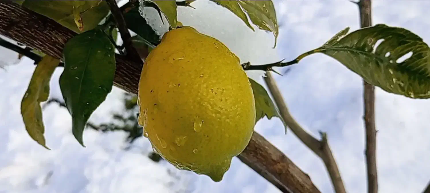 خدمات باغبانی|خدمات باغبانی و درختکاری|فومن, |دیوار