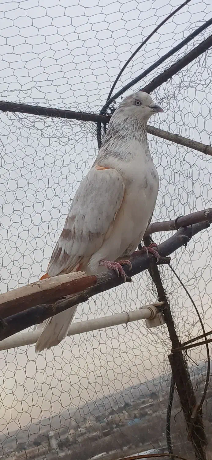 کفتر پرشی|پرنده|محمدشهر, محمدشهر|دیوار