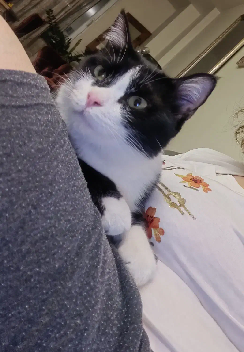 واگذاری گربه دختر عقیم شده تاکسیدو|گربه|شیراز, زرهی|دیوار