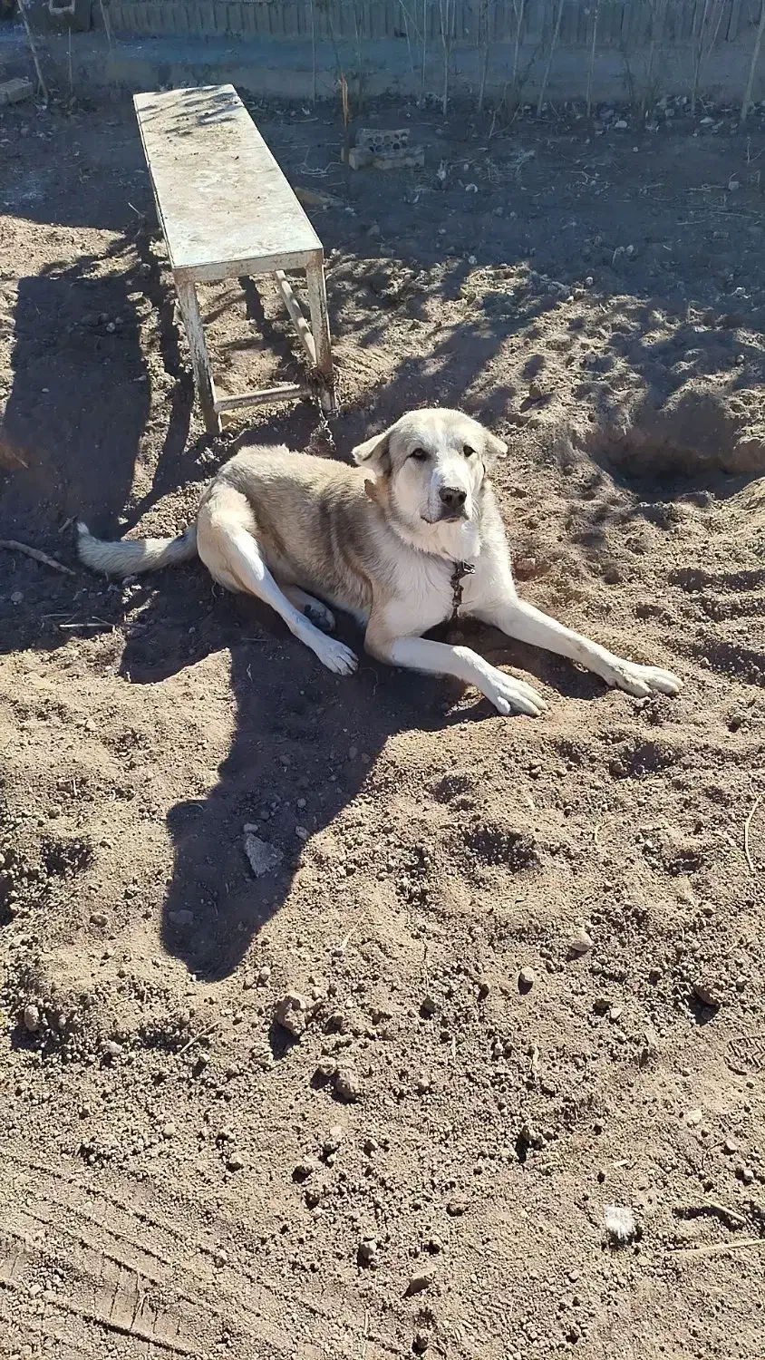 سگ سرابی عراقی|سگ|اردبیل, |دیوار