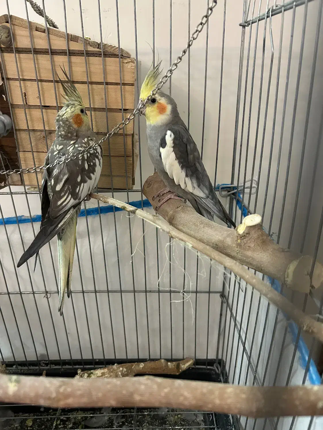 عروس هلندی مولد|پرنده|فردیس, شهرک ۱۱۰|دیوار