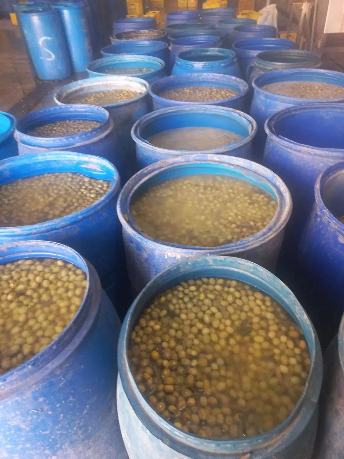 فروش زیتون طارم نقدی|خوردنی و آشامیدنی|طارم, |دیوار