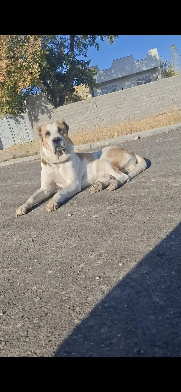 واگذاری سگ|سگ|سجاس رود, |دیوار