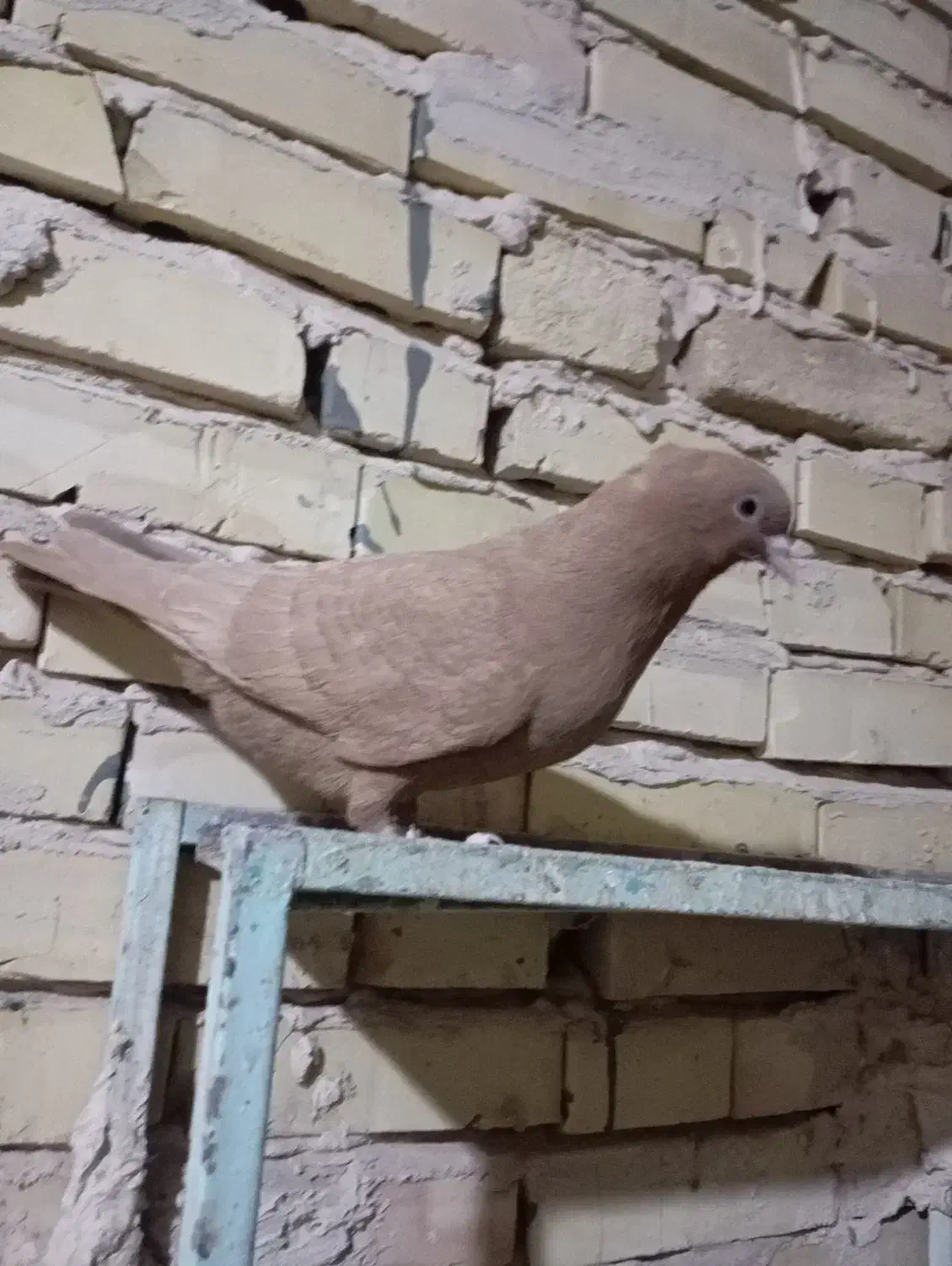 کفتر یا کبوتر|پرنده|سلامی, |دیوار