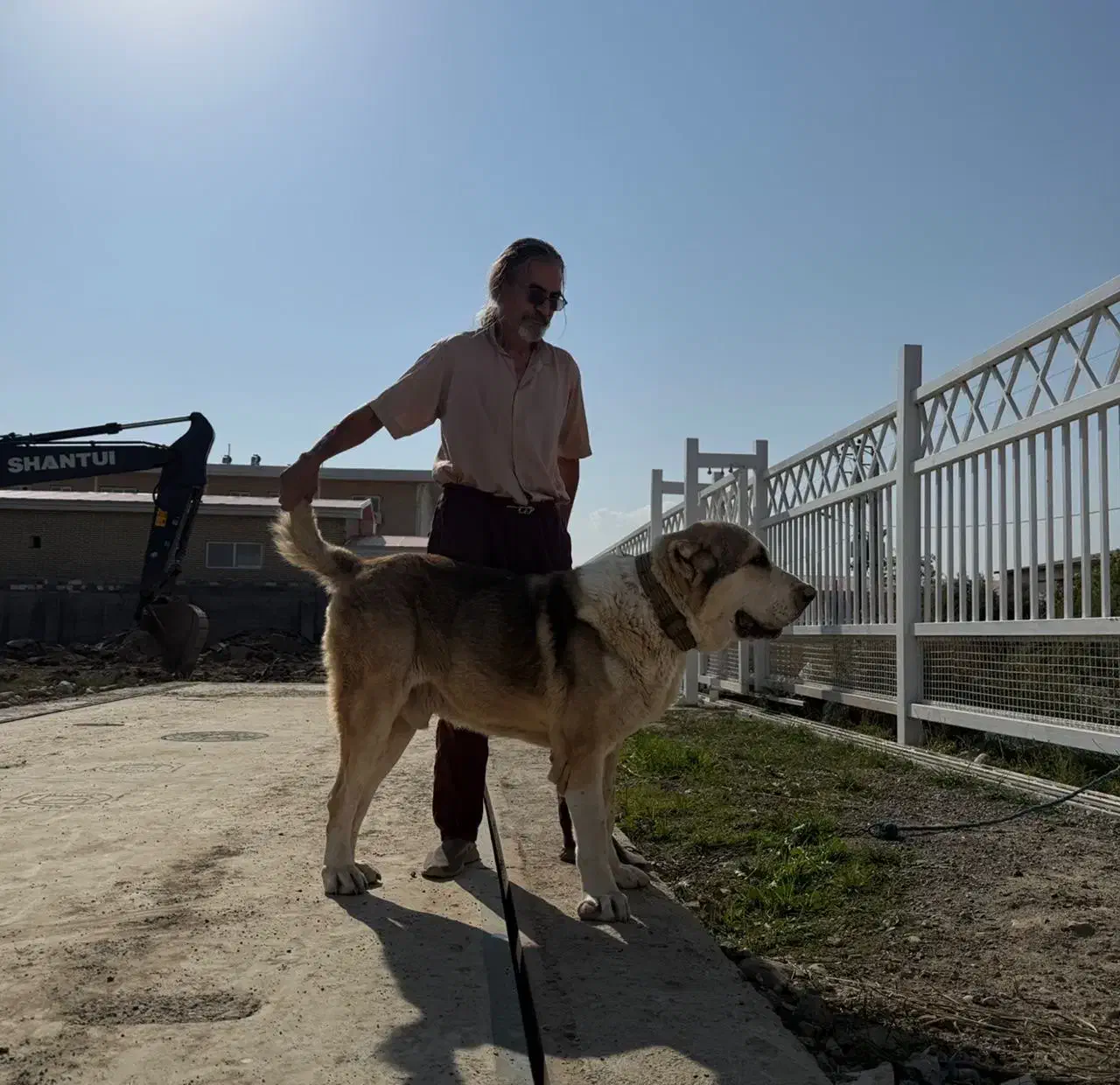 سگ الابای نر|سگ|گرگان, |دیوار