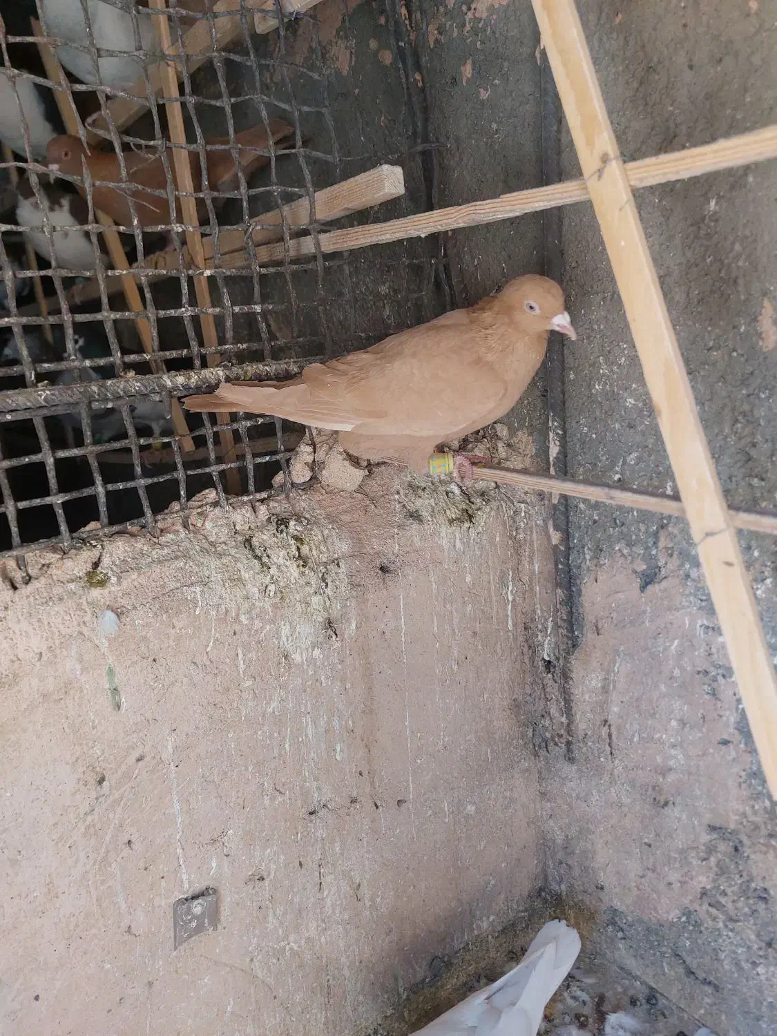 کفتر زرد و طوقی هفرنگ|پرنده|سبزوار, میدان بار|دیوار