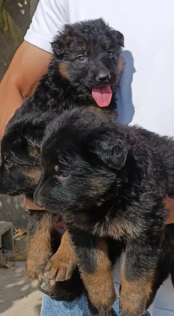 ژرمن فی 16|سگ|تهران, پارک شهر|دیوار