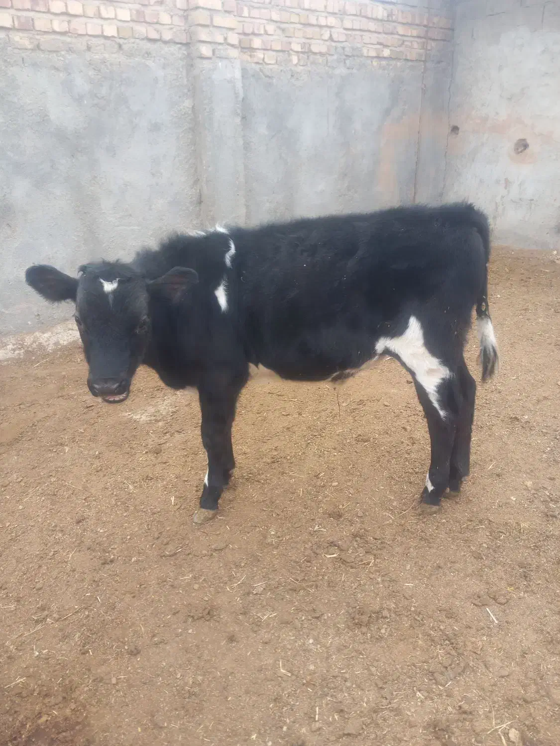گاوشیری و گوساله نر ویک عدد گوساله ماده|حیوانات مزرعه|تربت جام, حافظ|دیوار