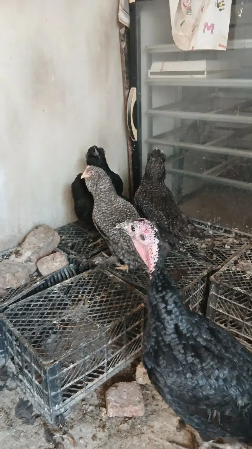 بوقلمون سیاه و مرغ مرندی کوکو وسیاه|حیوانات مزرعه|خوی, |دیوار