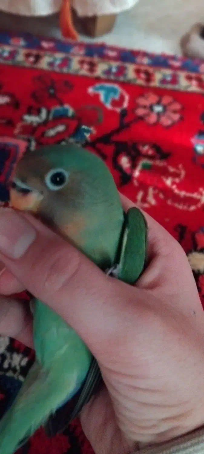 گمشده|حیوانات|تبریز, |دیوار