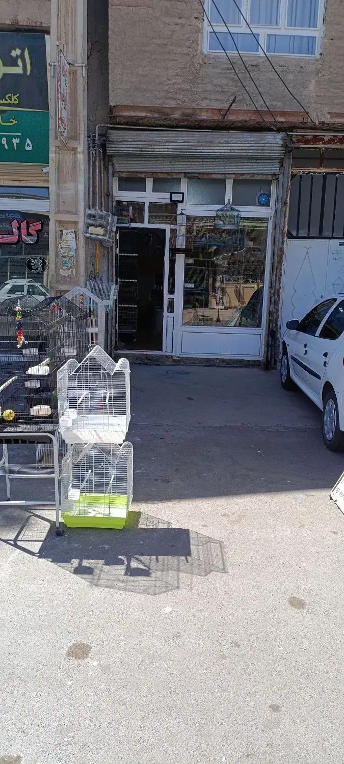 انواع پرندگان زینتی و ملزومات لازم|پرنده|مهاباد (آذربایجان غربی), |دیوار