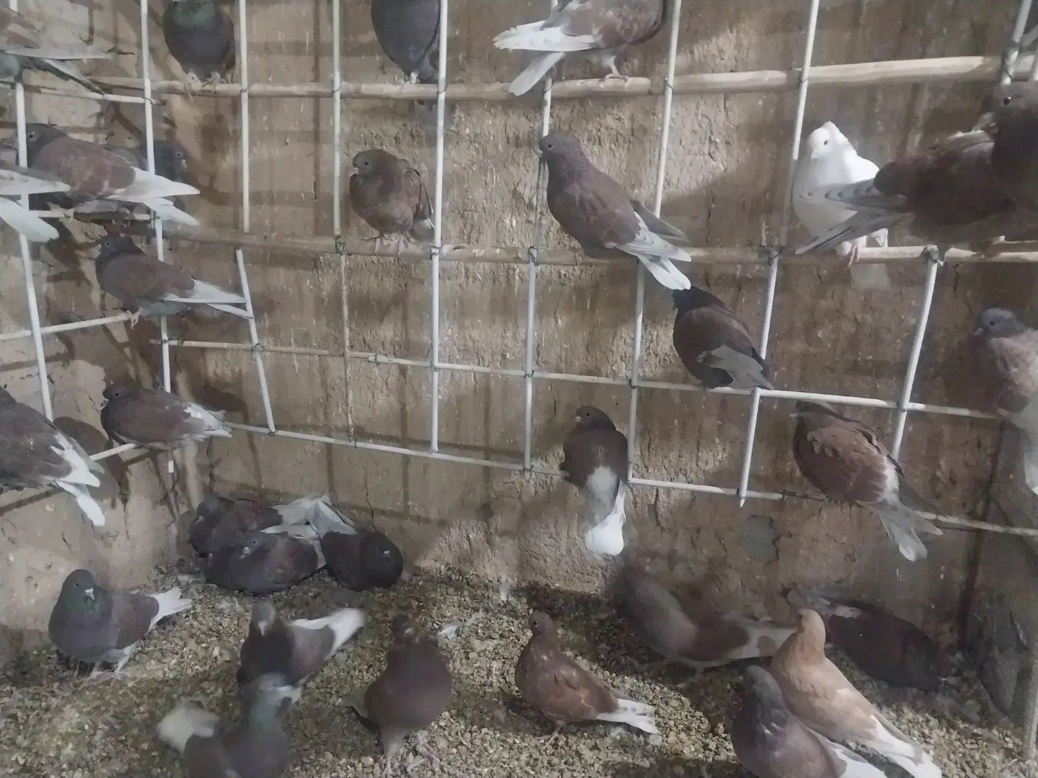 ۵۰ عدد سرخ|پرنده|برخوار, |دیوار