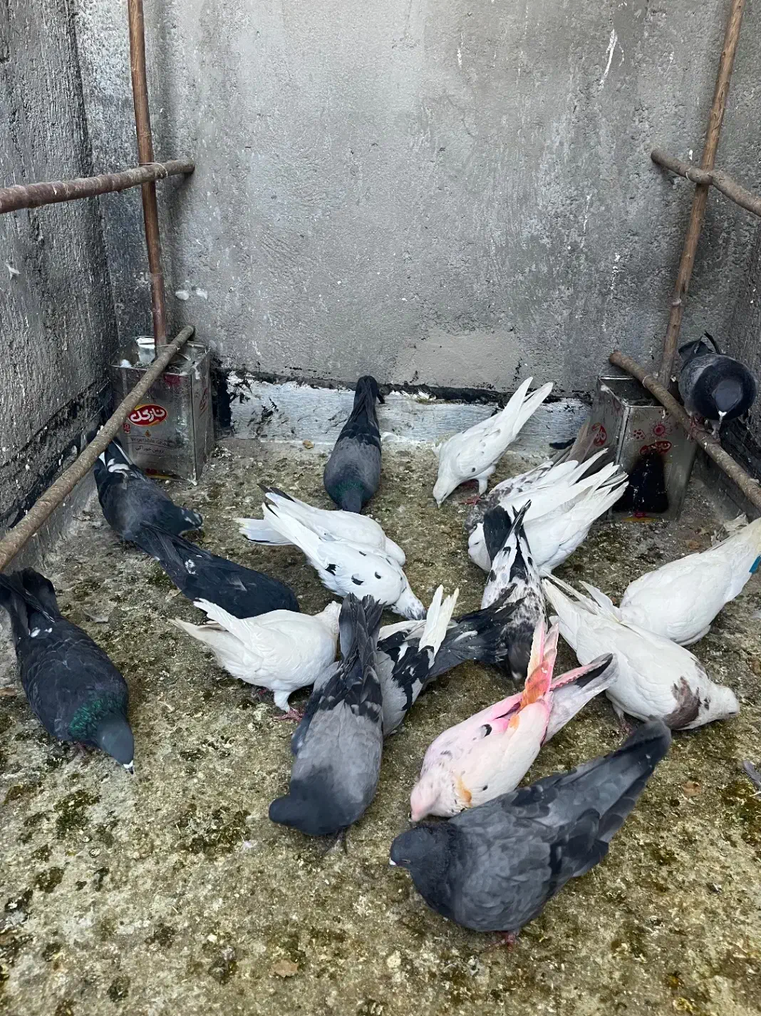 کفتر|پرنده|قم, شهرک فاطمیه|دیوار