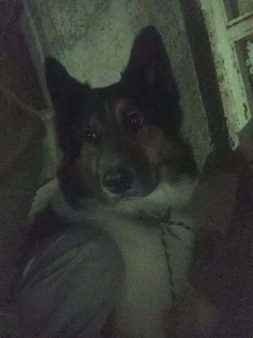 دیروز در محدوده رباط کریم گم شده|حیوانات|تهران, یافت آباد شمالی|دیوار