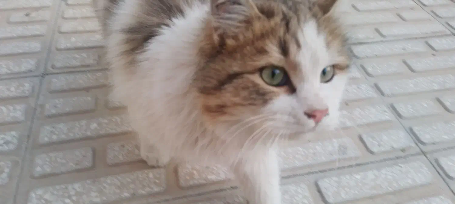 گربه|گربه|کرمانشاه, |دیوار