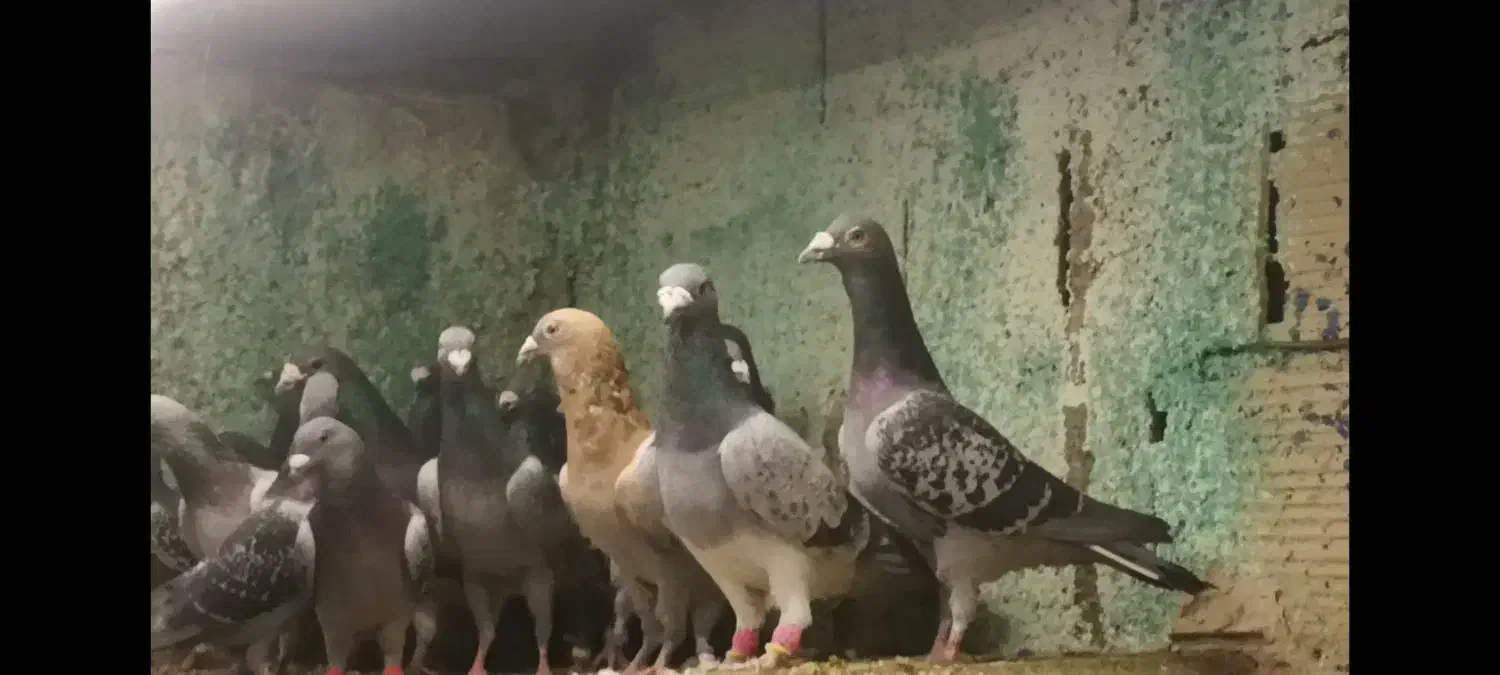 350،000|پرنده|بیرجند, |دیوار