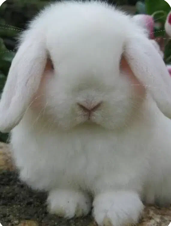 فروش یا معاوضه خرگوش لپ سفید چشم یا قوتی....|موش و خرگوش|خمینی‌شهر, |دیوار