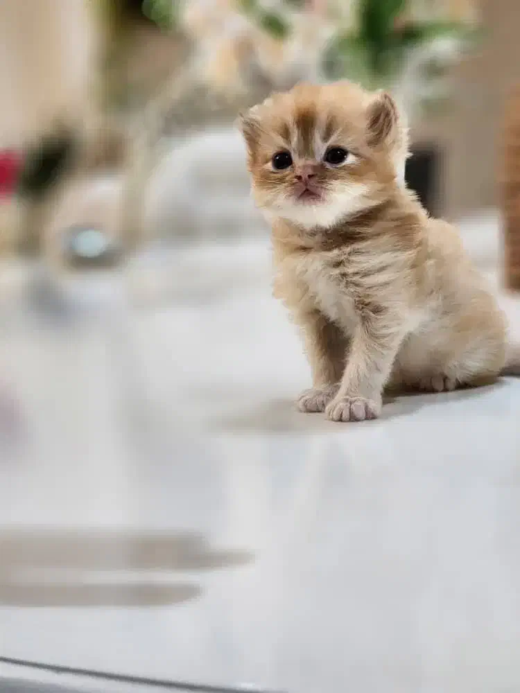 فرشته های ناز|گربه|خوی, |دیوار