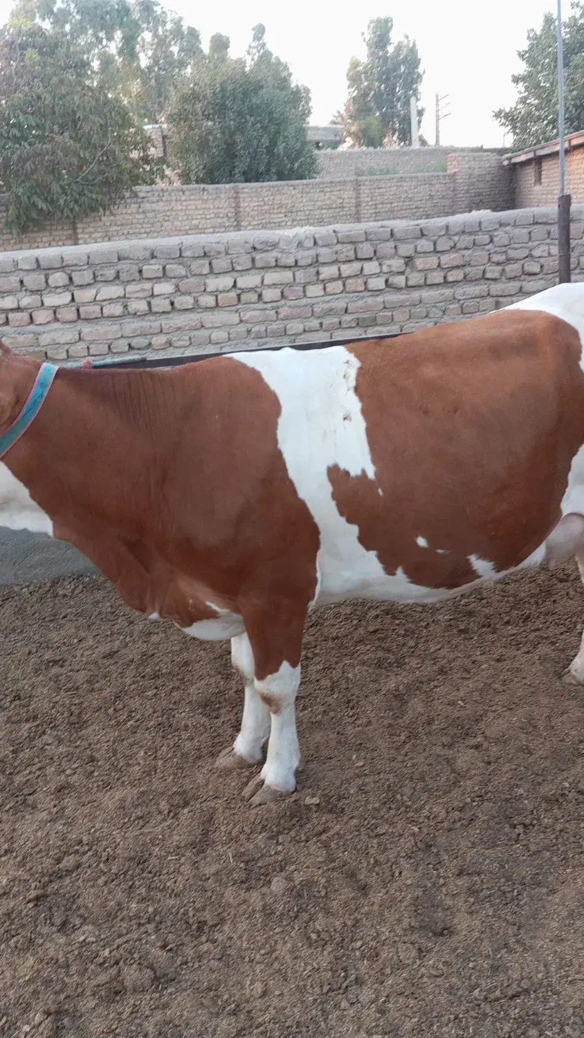 تلبسه چاق ی شکم زاییده|حیوانات مزرعه|پیشوا, |دیوار