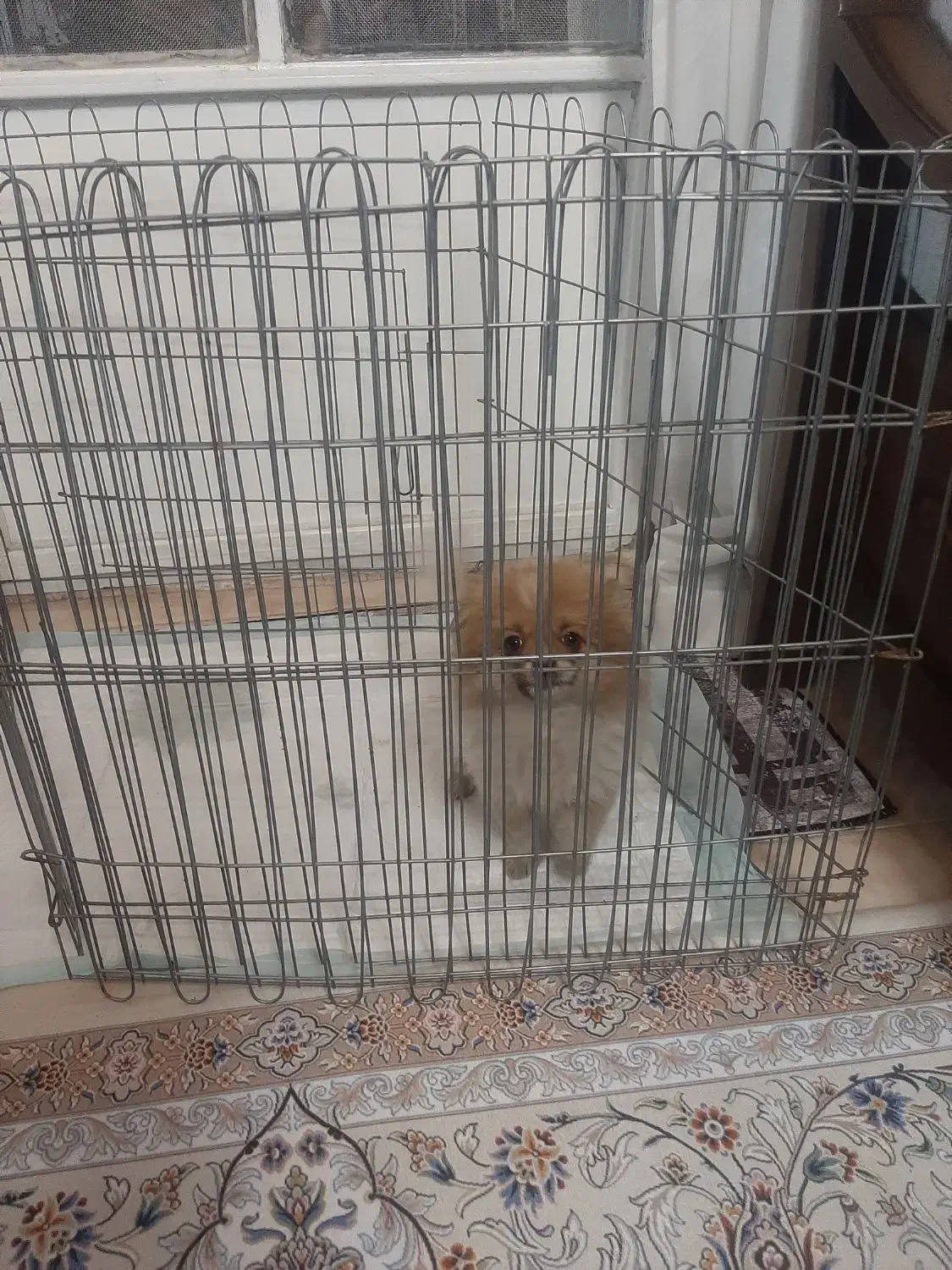 سگ پامرانین|سگ|سیرجان, |دیوار