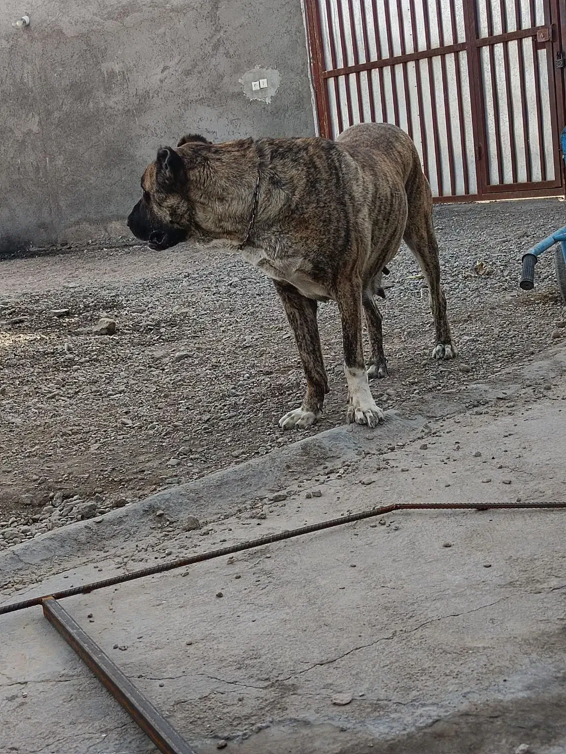 واگذاری ماده|سگ|یزد, |دیوار