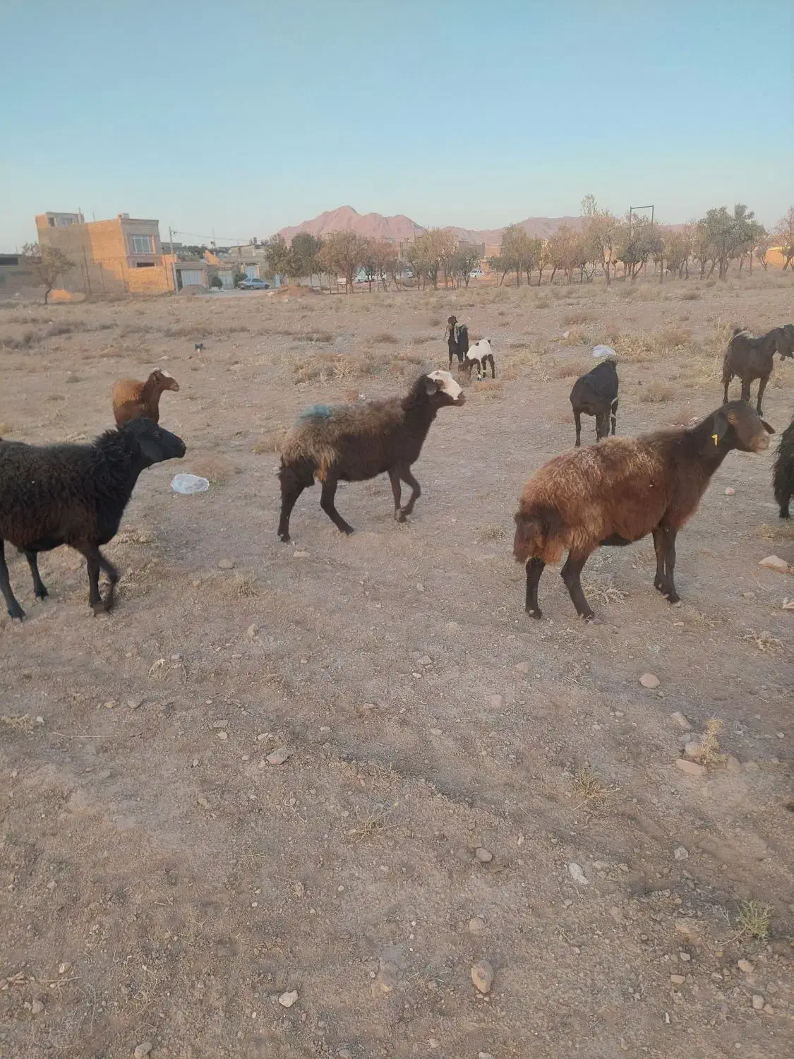 کاور|حیوانات مزرعه|تربتحیدریه, یحیی آباد|دیوار