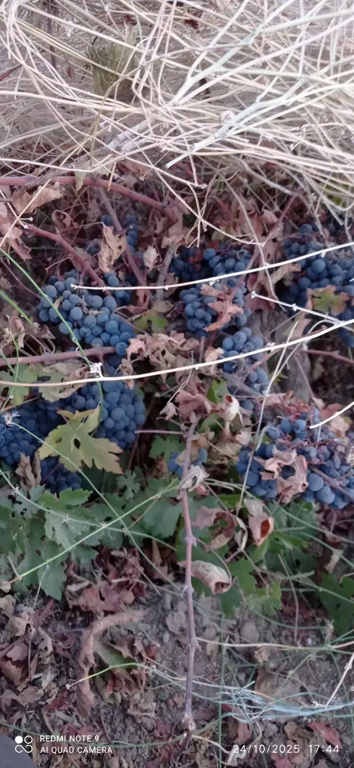 فروش باغ انگور دیمی|فروش دفتر صنعتی، کشاورزی، تجاری|خاو و میرآباد, |دیوار