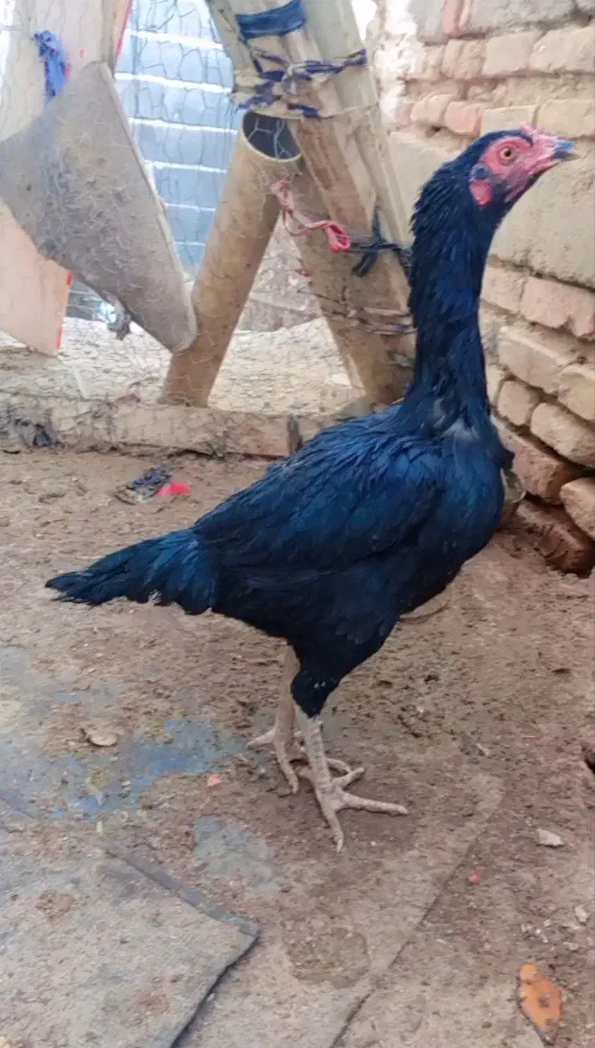 مرغ|حیوانات مزرعه|خاش, |دیوار