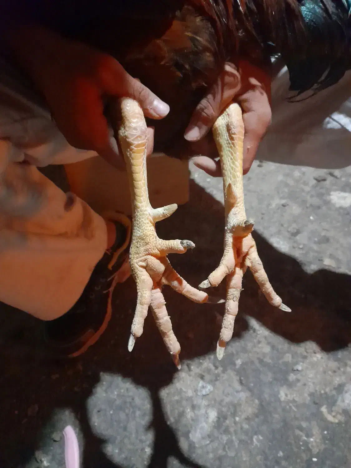 خروس لاری افغان|حیوانات مزرعه|پاکدشت, پاکدشت (مامازند)|دیوار