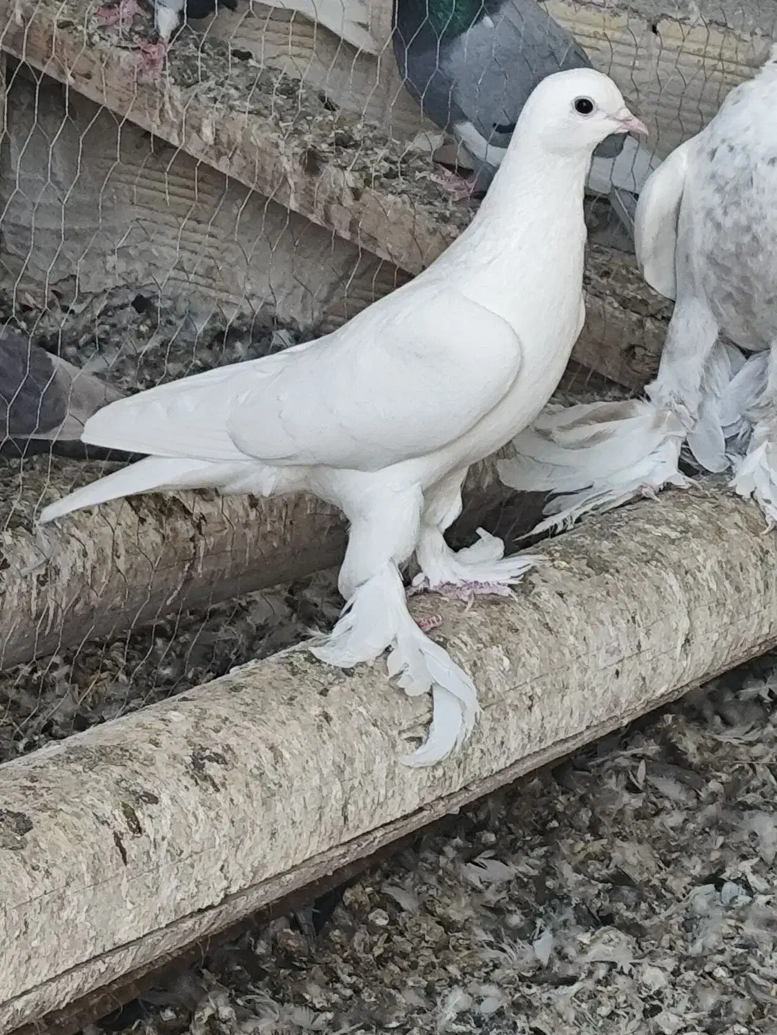 کبوتر|پرنده|صوفیان, |دیوار