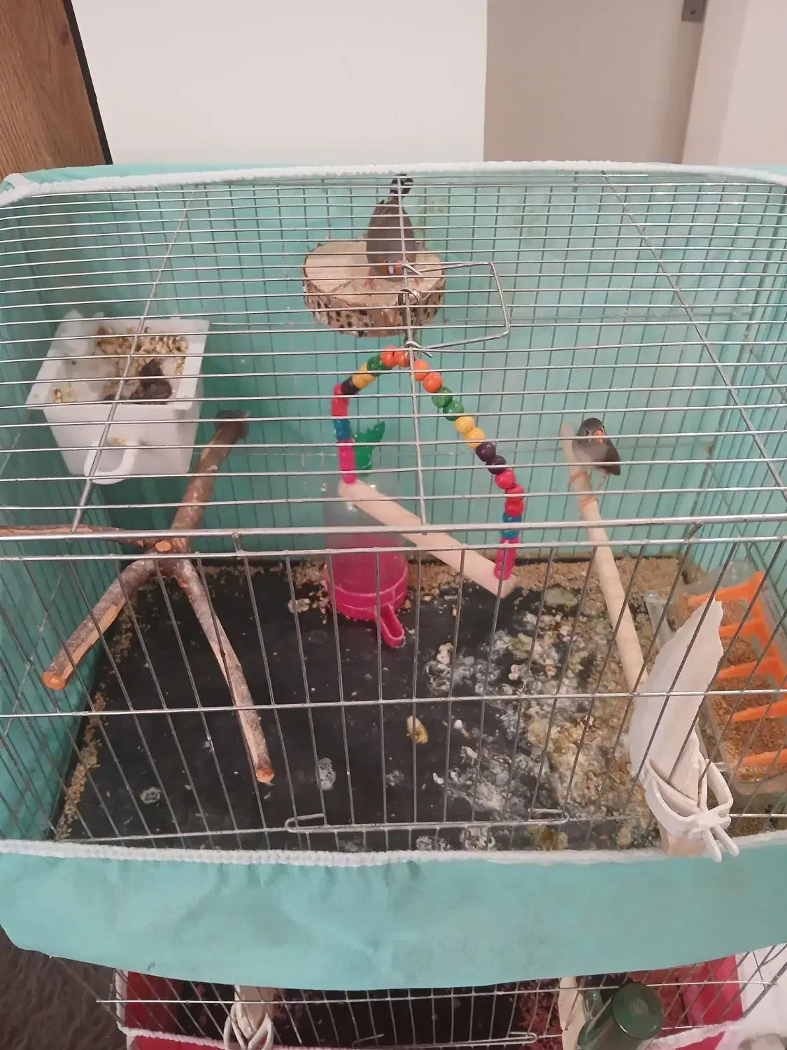 یک جفت فنج کینگ مولد|پرنده|تهران, سازمان برنامه جنوبی|دیوار