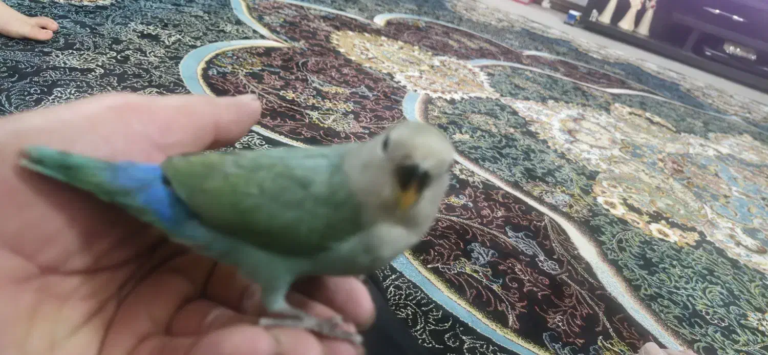 کوتوله برزیلی 2 عدد|پرنده|بابلسر, |دیوار