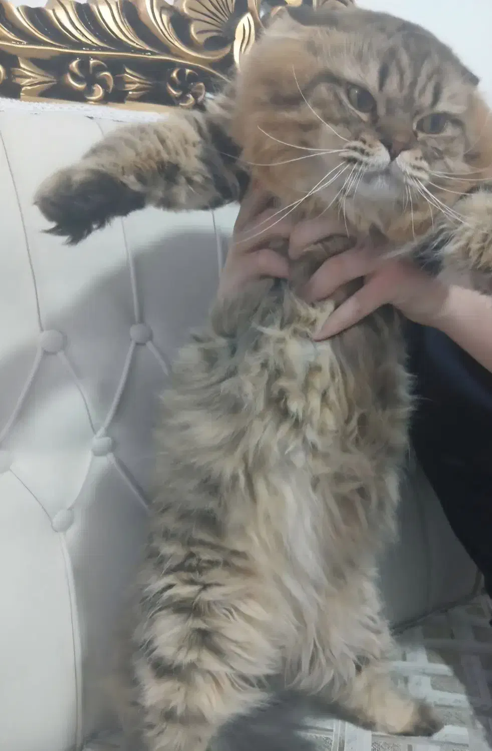 گربه،واگذاری گربه،|گربه|کرمانشاه, |دیوار